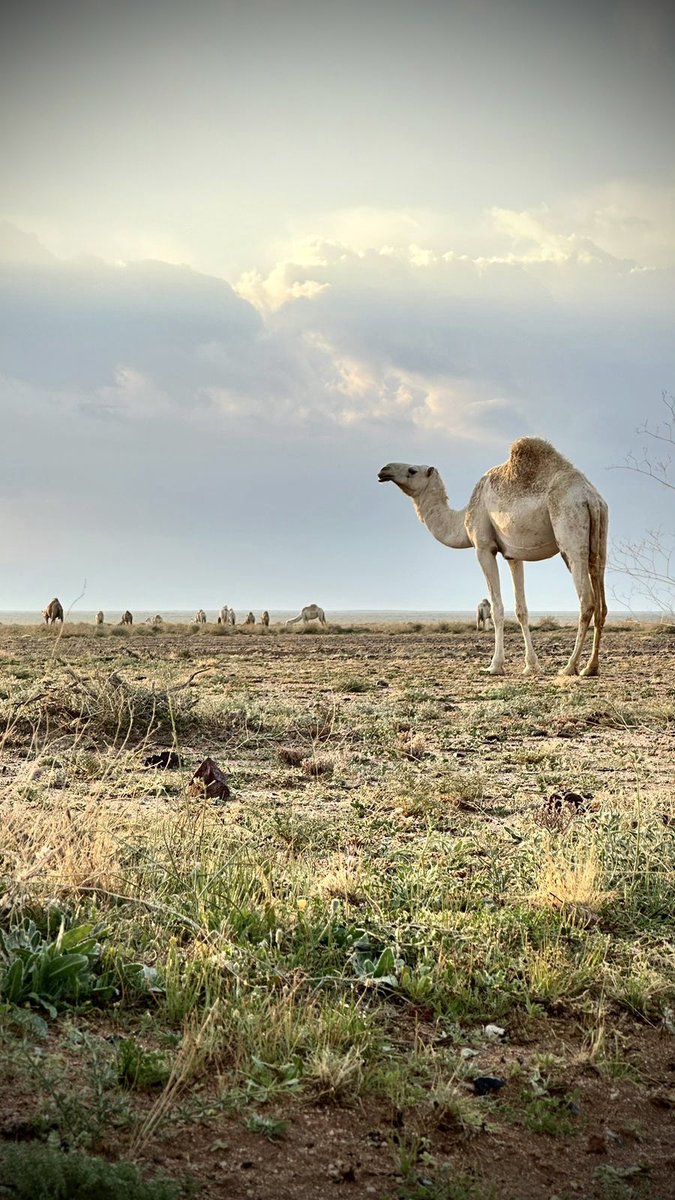 eazz_20's tweet photo. @CamelClub @alaibilfestival #مهرجان_الملك_عبدالعزيز_للإبل8 
#عز_لاهلها https://t.co/fT8mPlKlan