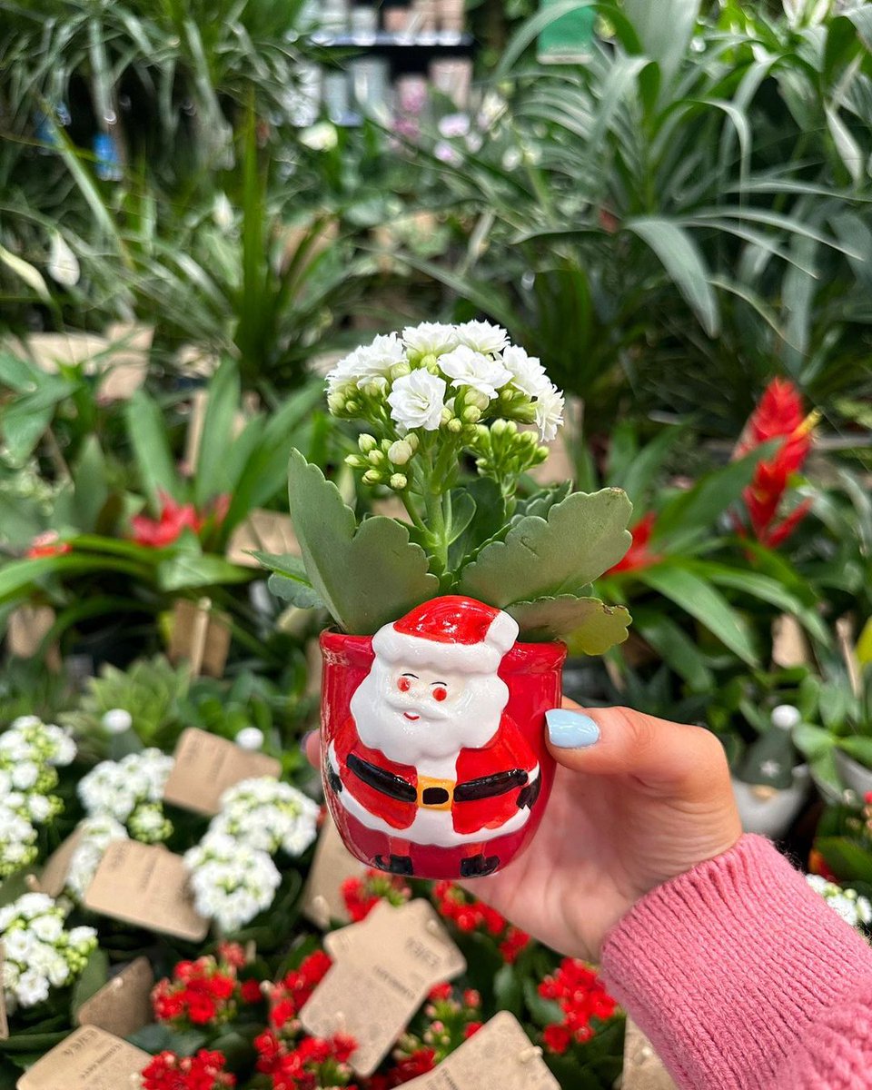 MorfaSP's tweet image. Nothing quite says Christmas than a @bandq festive house plant and they make the cutest little stocking fillers. 🎅