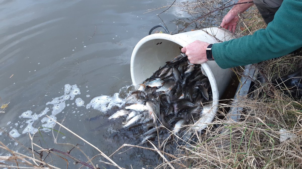We recently restocked the Ashby Canal with 66lb of bream and 380lb of roach following a breach that led to the unfortunate loss of fish in 2020. Huge thanks to Leicestershire County Council for funding this restock and Fishers Pond Fishery for supplying the fish.
