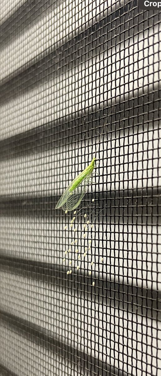 BackyardBiome's tweet image. A Green Lacewing, native to Australia, decided to lay some eggs on the flyscreen of my front window. Thanks for coming mum, I’ll do my best to look after the eggs 😊