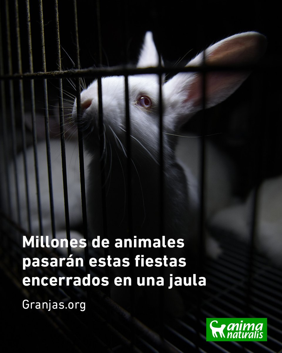 💔 🐇 Estos sensibles e increíbles animales permanecen hacinados en pequeñas jaulas de metal hasta que alcanzan unos 3Kg, como demanda el mercado de la carne.

🍽🎄 Recuerda que la mejor decisión que podemos tomar para ayudarles es dejar de consumirlos. Elige opciones vegetales.