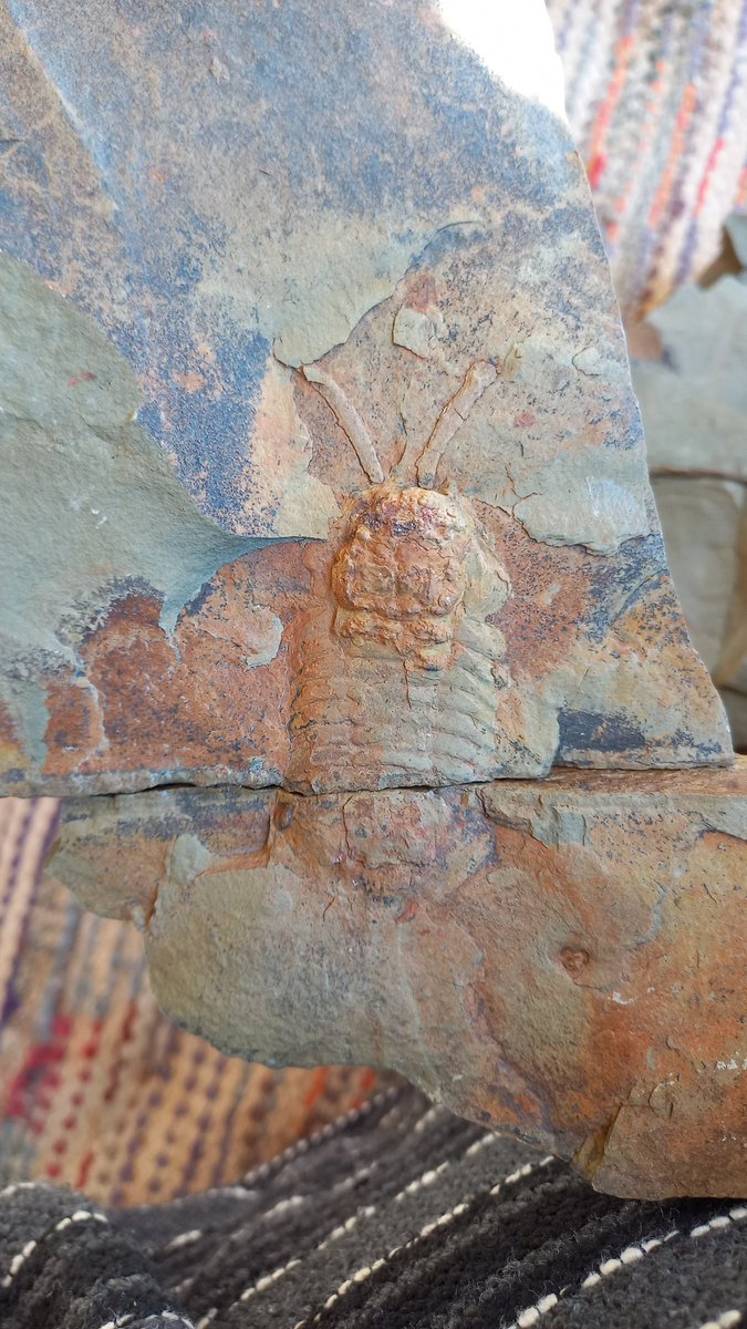 Symphysurus With Preserved Antennae#Ordovician#fezouata#Morocco....