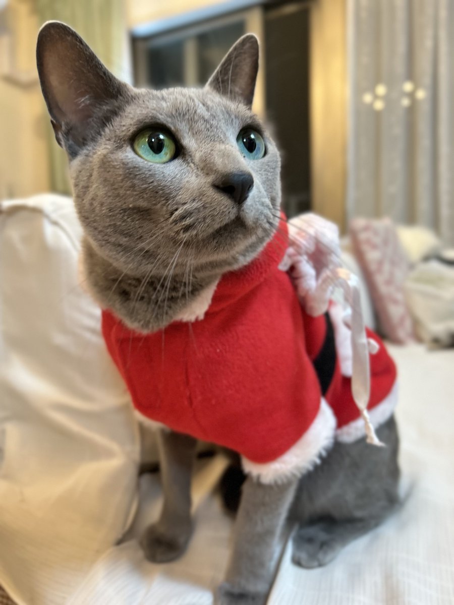 猫のミント (@nekonomint75) / Posts / X