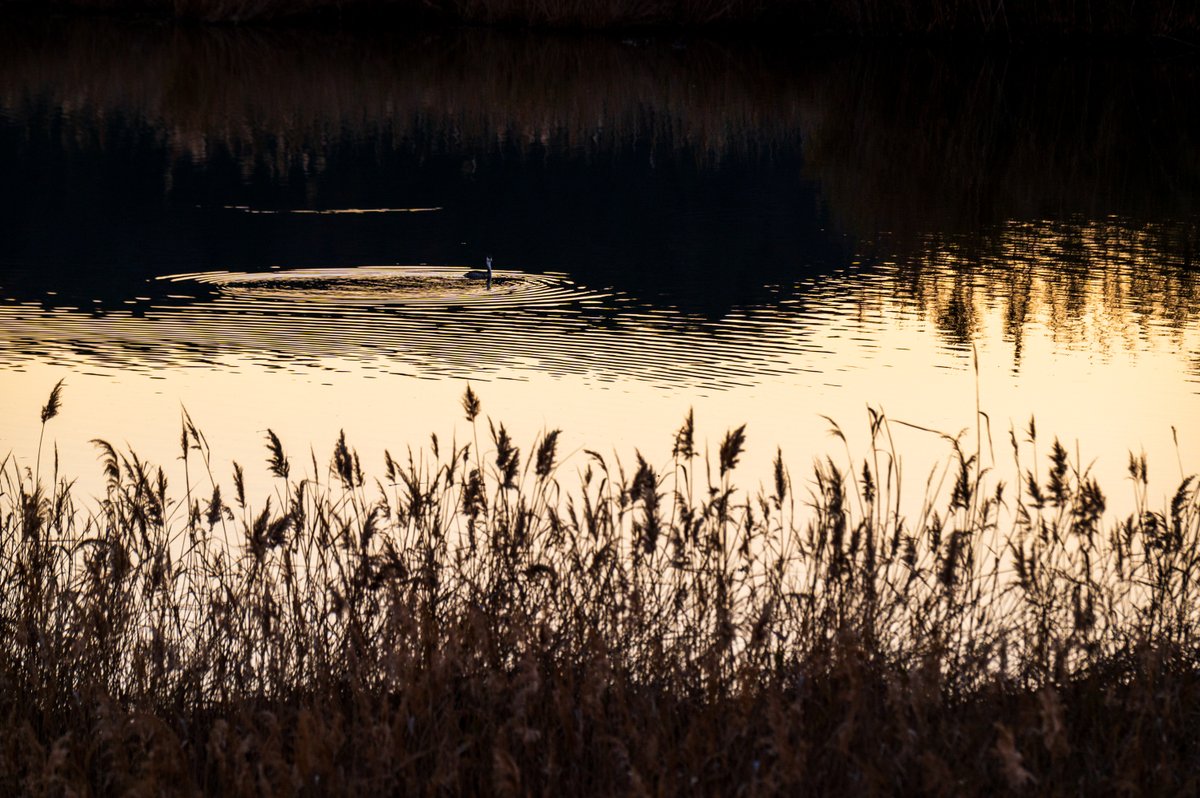 入江の奥
i#額装のない写真展 #nikon #D780 #photography  #山口市 #bird #duck #鴨 #reflection #pond #葦 #sunset #夕焼け