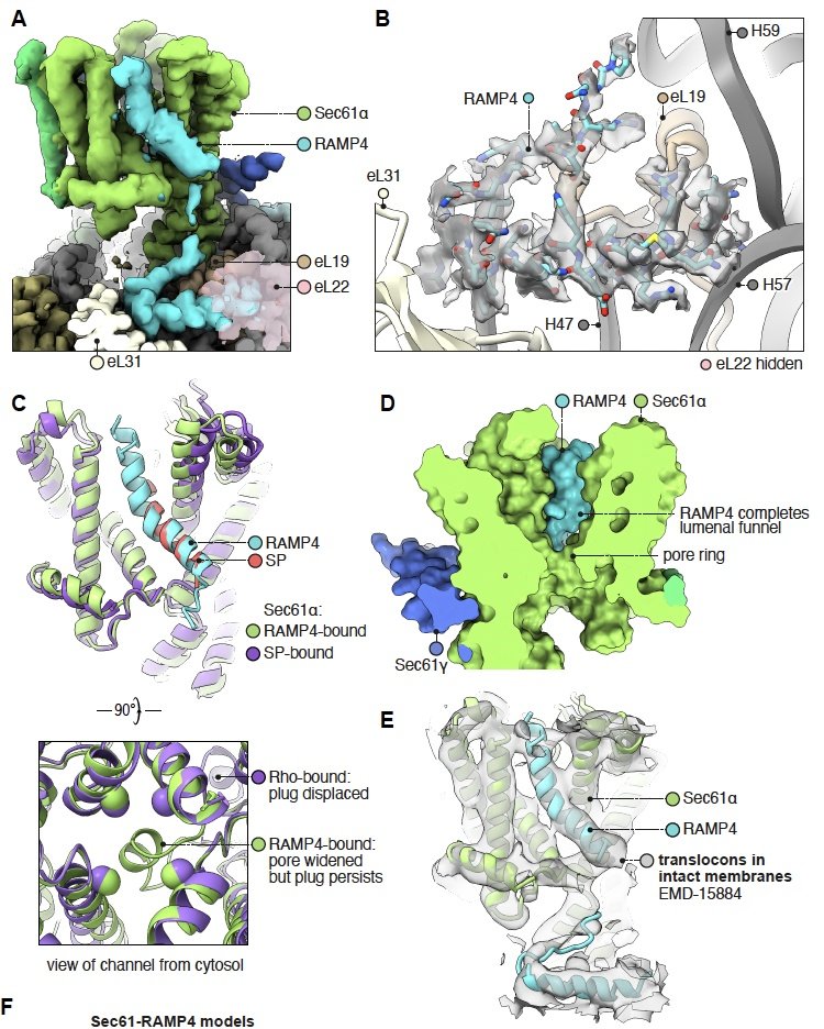 aaron_jesse_'s tweet image. As it turns out, the secretion channel Sec61αβγ has a fourth subunit, RAMP4—long overlooked because it falls off in detergent. It holds the pore open and completes the lumenal funnel. This plus exciting structures of TRAP, uL22, & more are now online: biorxiv.org/content/10.110…