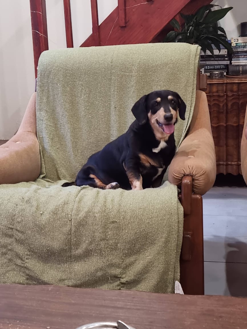 WizardOTCoast's tweet photo. Good night, sweet angel.

Thank you for being the best dog our family could ask for. Thank you for loving us all, and being so protective of us. Thank you for being so kind to our friends, and bringing joy to everyone who's had the pleasure of meeting you. https://t.co/vlye48CQXU