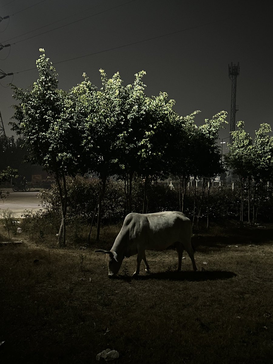 sankarsridhar's tweet photo. Dinner under the lights. https://t.co/ujHsS5uBAI