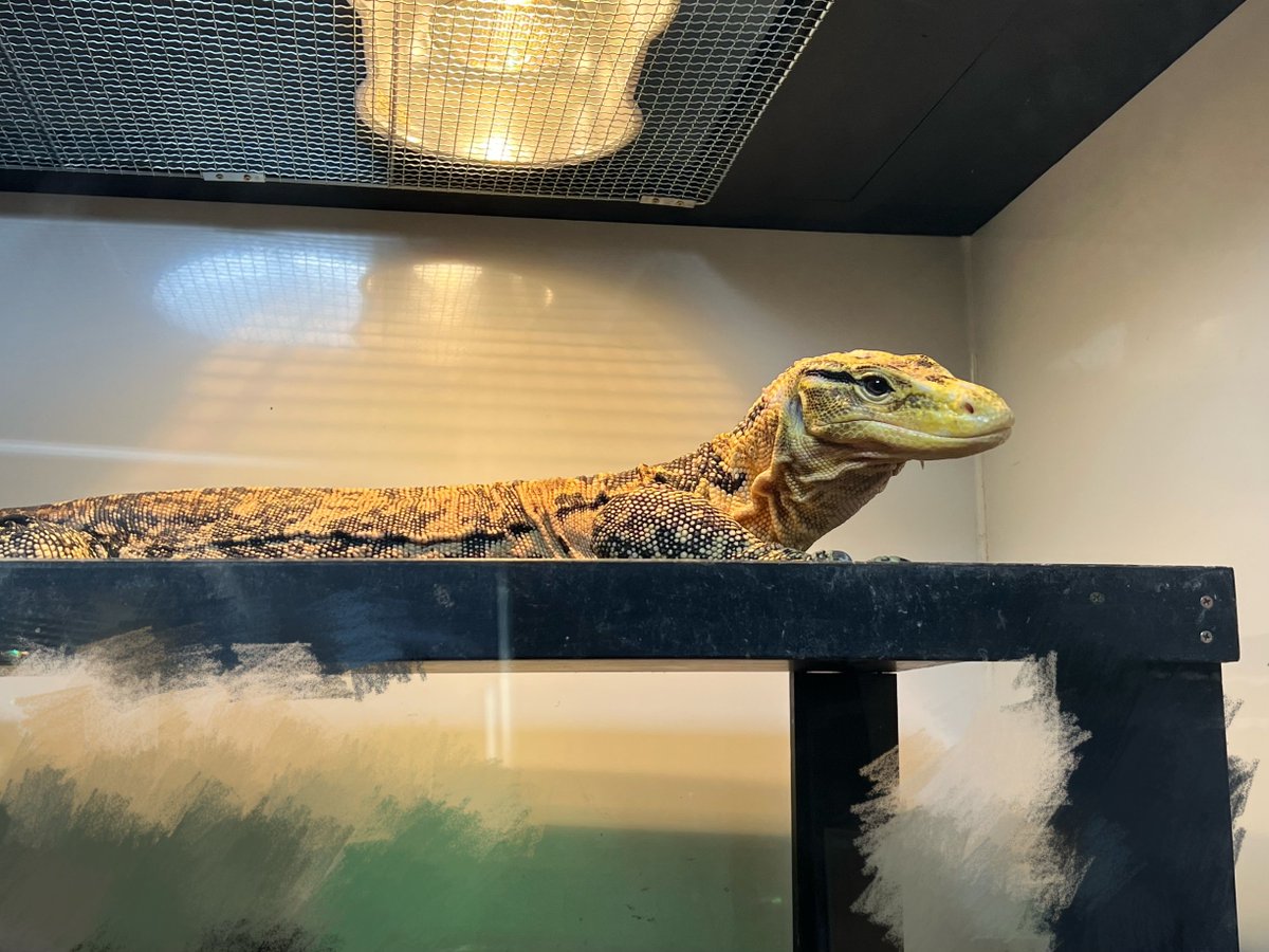 今日は前から行きたかったTHE REPTILES HOUSEさん<a href="/Reptiles999/">THE REPTILES HOUSE</a> にお邪魔してきましたヽ(*´∀｀) 大きなメラニや大きなキイロ　ほかにも可愛い子が沢山🙋‍♀️ とても楽しく気づけばお話しながら2時間以上滞在させていただきました🙇‍♀️ 楽しい時間をありがとうございます！