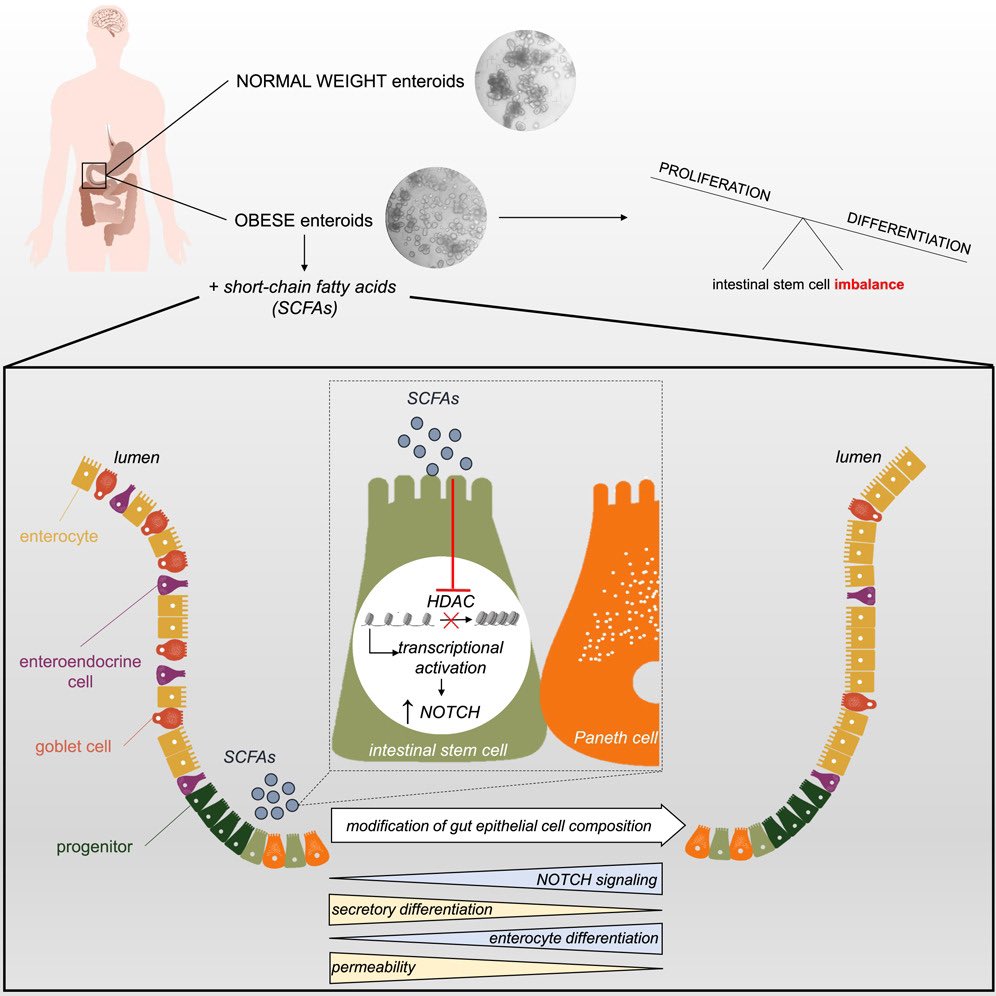GutPeptide_Lab's tweet photo. New article published in iScience !! 
#organoids #gut #research 

https://t.co/N92YxqEj69 https://t.co/2Lmg1Bhg0c
