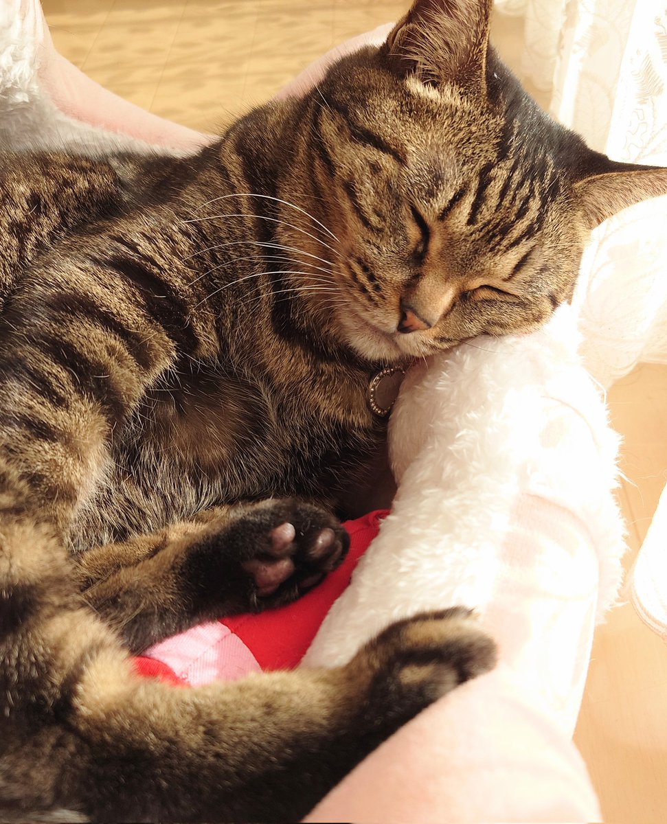 ねんね🐾(*˘꒳​˘*)ｽﾔｽﾔ𓈒 𓂂𓏸

#何気ない日常