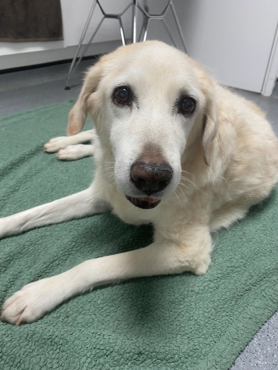 RollsyK's tweet photo. @NickyAACampbell Had to say goodbye to my 15.5yr princess on Monday. Had her since she was 6 wks. My heart is broken and my shadow is gone 💔 https://t.co/7CaLPR7zfX