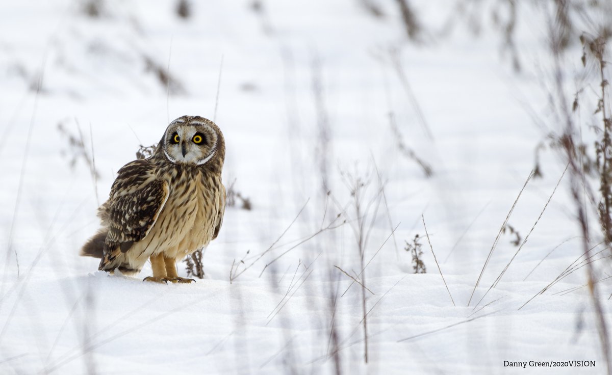 You can help protect wildlife and wild spaces by donating to a local Wildlife Trust appeal. Find out more about the vital work they do 👉 wildlifetrusts.org/appeals