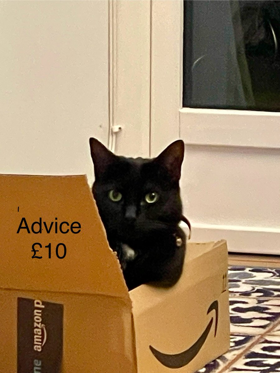 It's #Caturday and Gateau is available for counselling if you're feeling overwhelmed by #Christmas  preparations. #CatsOfTwitter