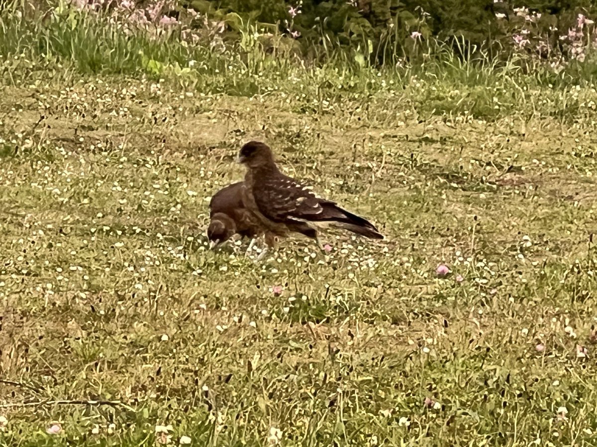 ❤️❤️❤️❤️❤️❤️❤️❤️

“ Tiuques”❤️