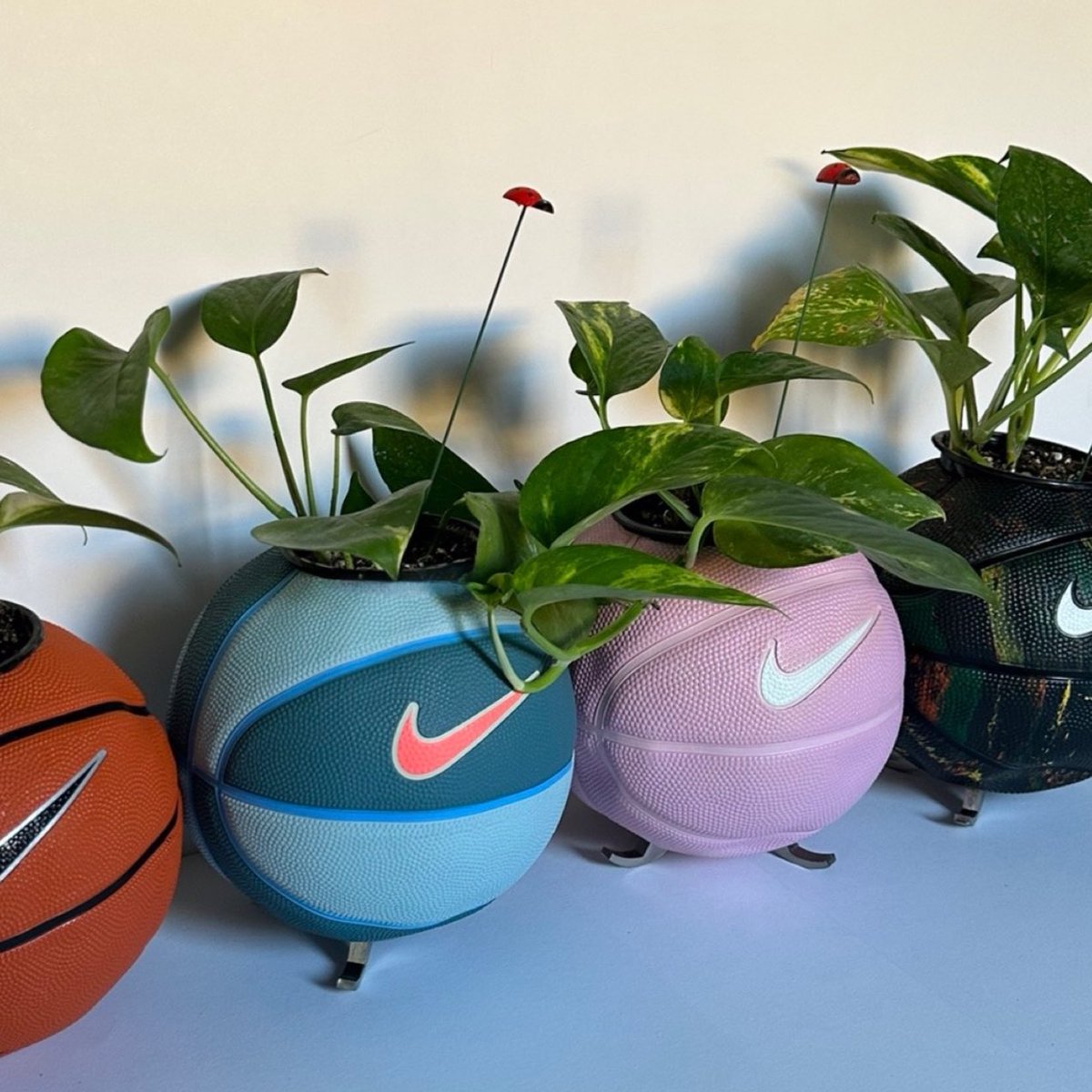 Ksaplantsa's tweet photo. @Saudiipinterest جديدين عالساحه🙈🏀🌱 https://t.co/p0UxBAOKLL