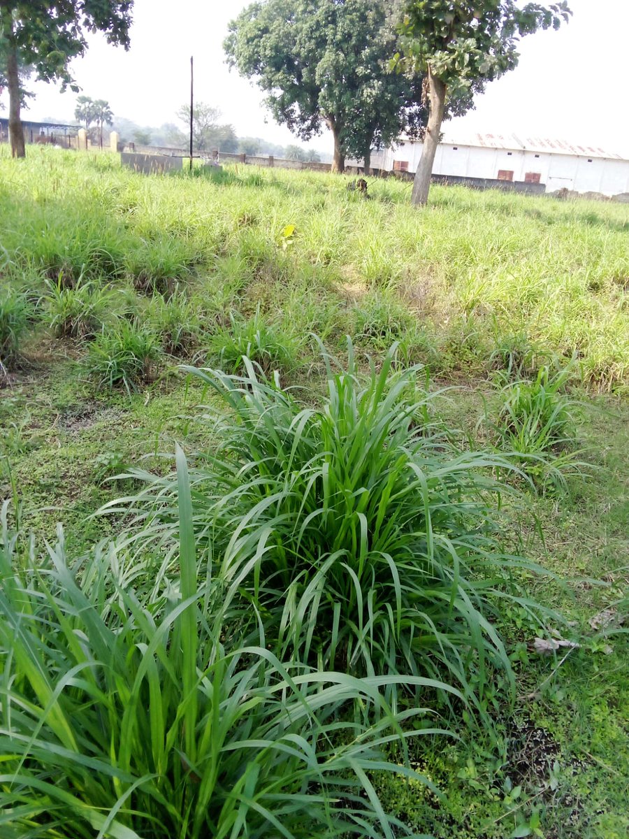 DrAKumarMishra's tweet photo. It was a great learning experience during my visit to the Gosala in Boringpadar in #Kesinga. It is well managed and has expanded over the years with allied infrastructure and fodder cultivation for the cows.
#Gosala
#KalahandiDevelopment
#OdishaByRoad https://t.co/O5AZ2Tj38q