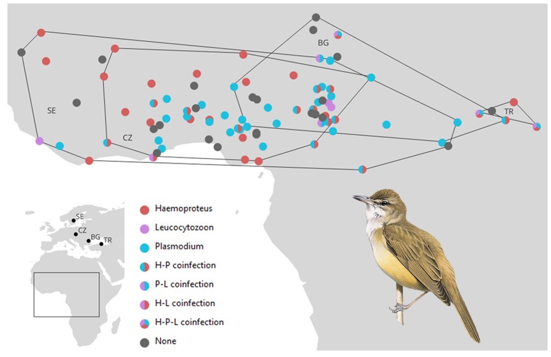 Procházka et al (2023) The association between haemosporidian infection and non-breeding moult location in great reed warblers revisited doi.org/10.1007/s00442… | <a href="/tavimalara/">tamarae</a> <a href="/StaffanBensch/">Staffan Bensch</a> <a href="/silke_bauer/">Silke Bauer</a> <a href="/drarifciloglu/">Arif Ciloglu</a> <a href="/BengtHanssonLU/">Bengt Hansson</a> <a href="/Vogelwarte_scie/">Vogelwarte_Science</a> | #ornithology #birdmigration