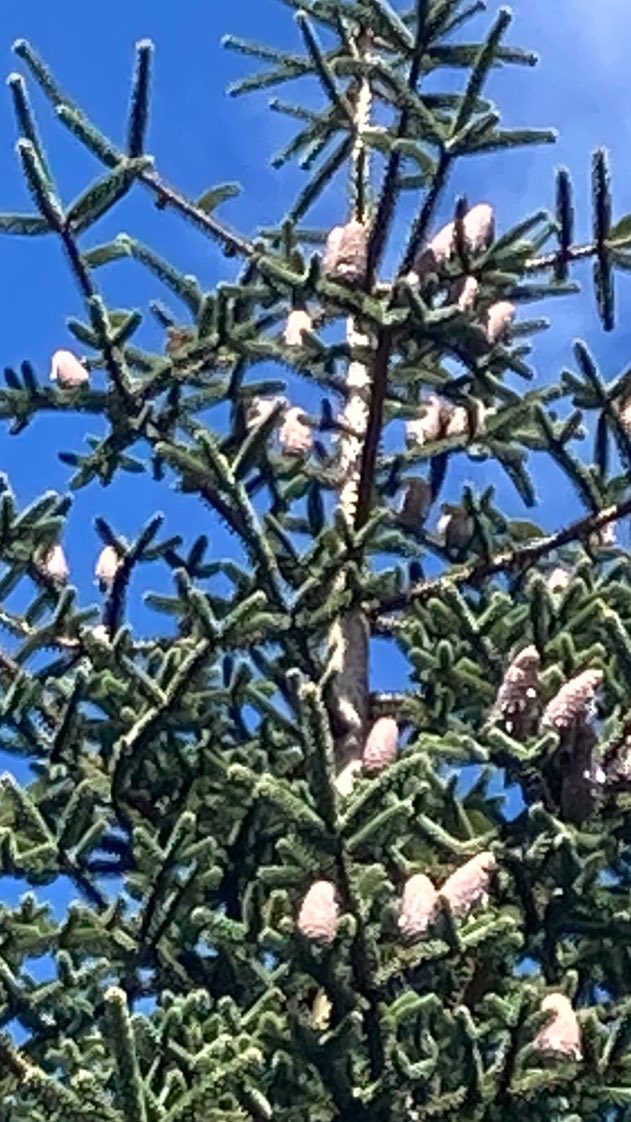 Our tree is always up, a Moroccan Fir, Abies pinsapo var maroccana, a conifer conservation specimen @RBGE_ICCP This year we managed to collect a lot of seed from this one and we will check germination in the new year.