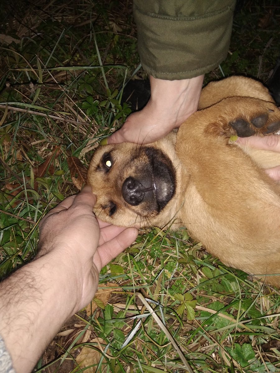 BerislavB's tweet photo. Dakle, bili smo i popodne i uveče. Mi nemamo gdje s njom, ali sam napravio sklonište i nahranili smo je. Nadamo se da će biti dobro. Umiljata, djeluje uhranjeno i zdravo. Ako neko želi da udomi psa, dovešćemo - Banjaluka i okolina. https://t.co/vWsf56Fhp1