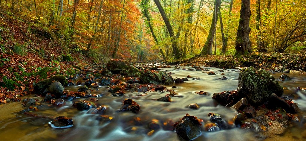 SinisaAlmasi's tweet photo. @PanoPhotos #PanoPhotos 
Autumn light above forest river in Croatia https://t.co/BrSliICTVO
