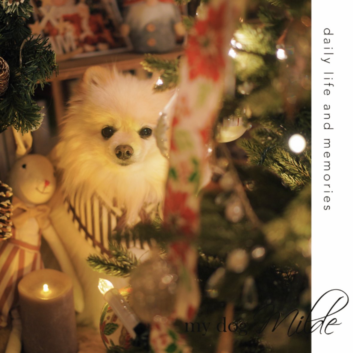 wannyantogo's tweet photo. 聖なる日に愛と平和と願いをこめて🐾🎄

#christmaseve🎄 #ファインダー越しの私の世界 #ポメラニアン #わんにゃん #わんことおでかけ  #わんにゃんコミュニケーター #アニマルコミュニケーター #大切な家族 #スピリチュアル #殺処分ゼロ #大切な生命 #風の時代へ https://t.co/hh1da3jz95