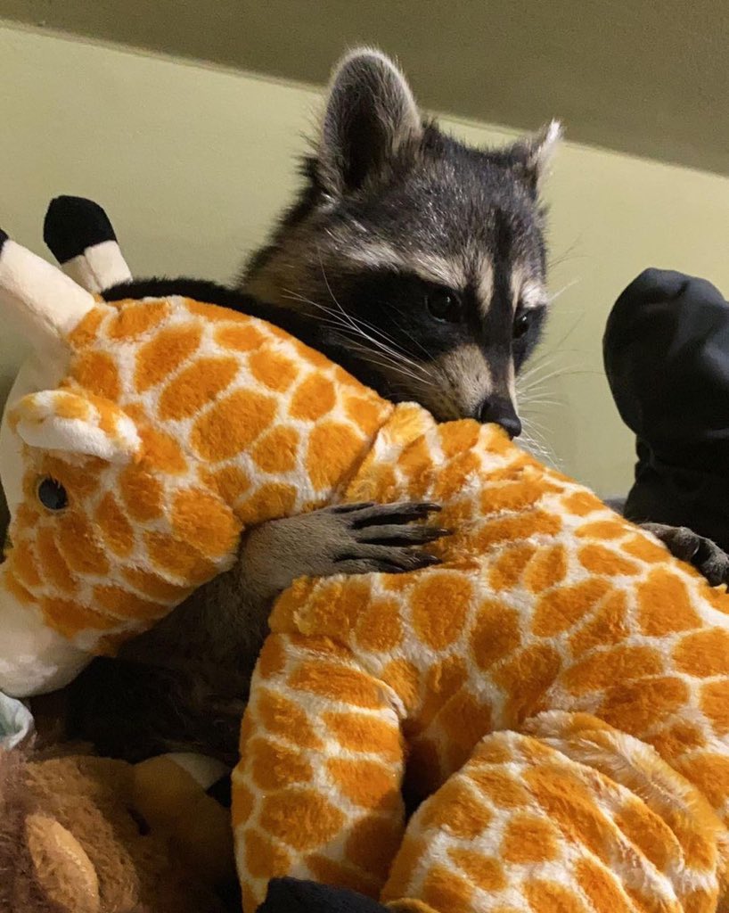 Raccoons Hourly tweet media