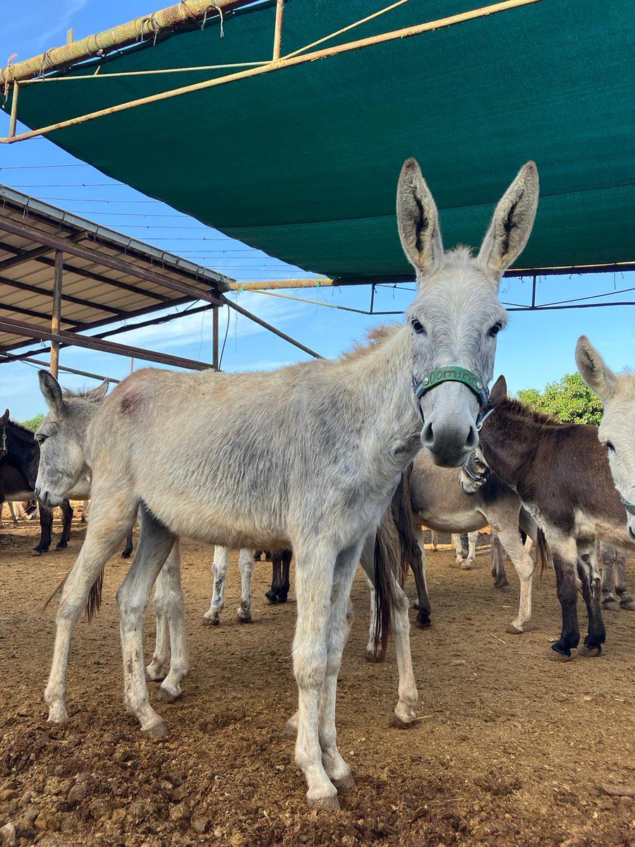 🧡🥕👀 Hello from a few of our rescued residents here at our sanctuary in Israel - hoping you are having a lovely Saturday wherever you may be in the world. Thank you for supporting this charity & giving these donkeys a happy & safe home with so many friends 🙏😊 #SanctuaryLife