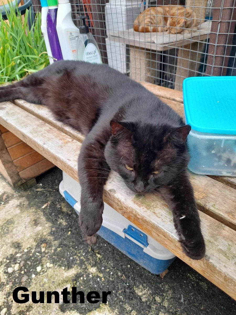 shelternews's tweet photo. Day twenty three of our Buy a rescue cat a dinner Christmas fundraiser and todays featured cat is one of our yardies, Gunther 😸🖤
Link to donate is below 

https://t.co/vLjNpWV3oV https://t.co/h0TLMr2whx