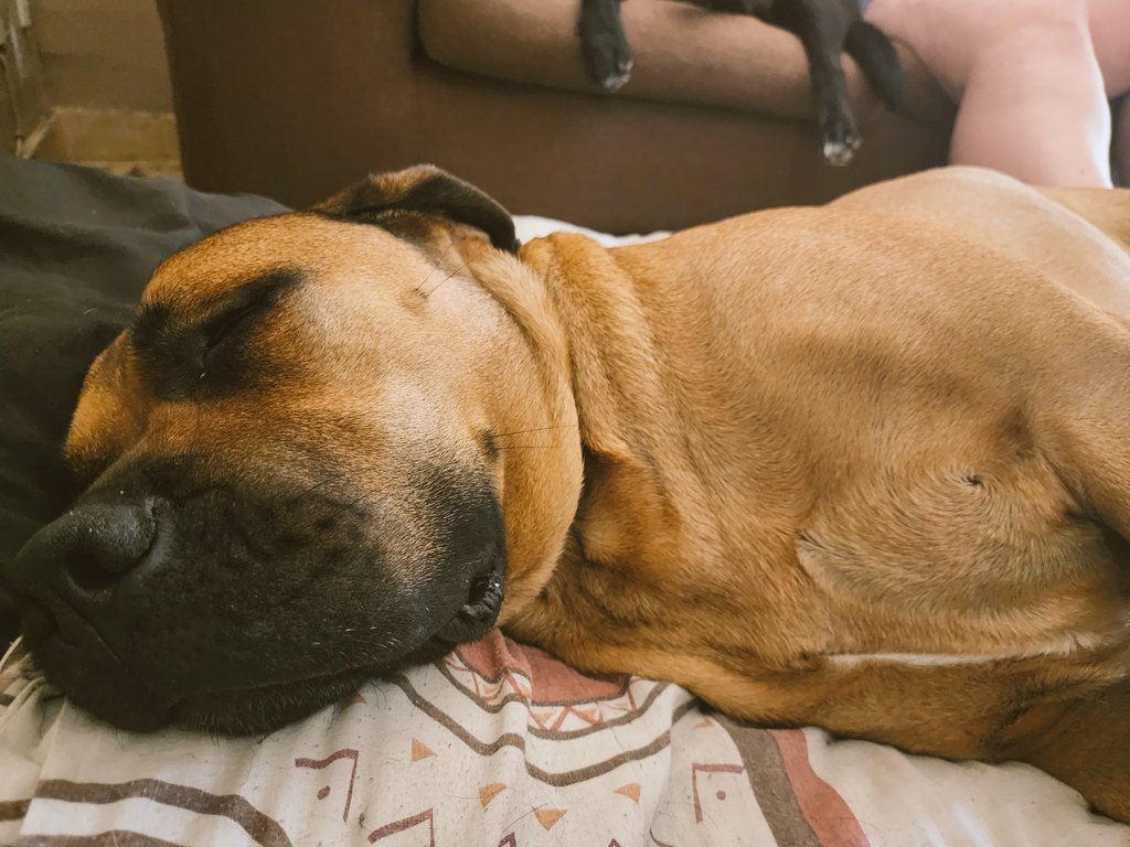 #Thor #boerboel #saterdagvreugde