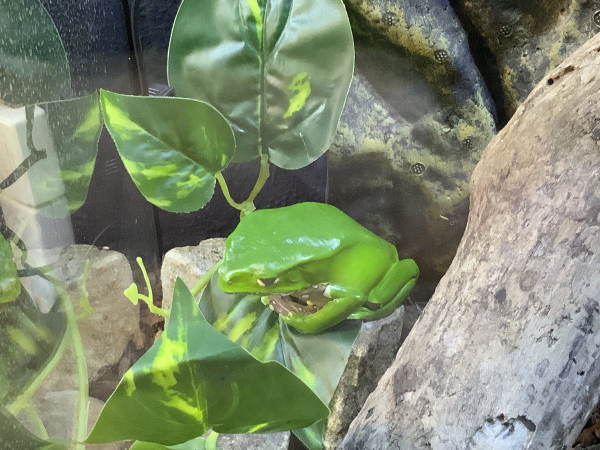 auwarecords's tweet photo. 陶器の飾りかと思った😅
か、かわいい。

フタイロネコメガエル
#DMMかりゆし水族館 https://t.co/cUXmPgIe1u
