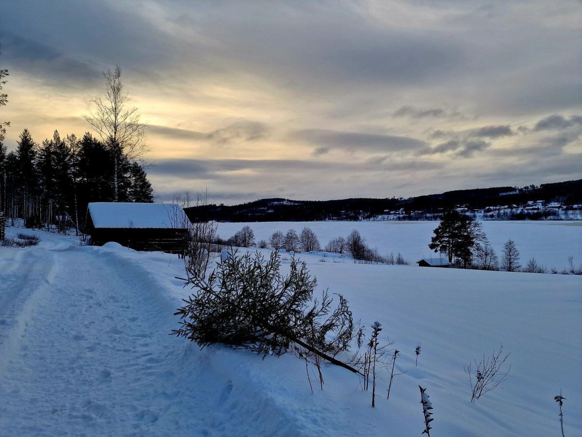 AnnaKarinAxels1's tweet photo. Sustainable Christmas tree? Of course. Cut by my on my own land with a hand saw. Pulled home by my own hands. It will be returned to Mother Earth after Christmas.  That's how I roll when I'm in Sweden.
#ChristmasTree #SustainableLiving https://t.co/TDGMPanPYF