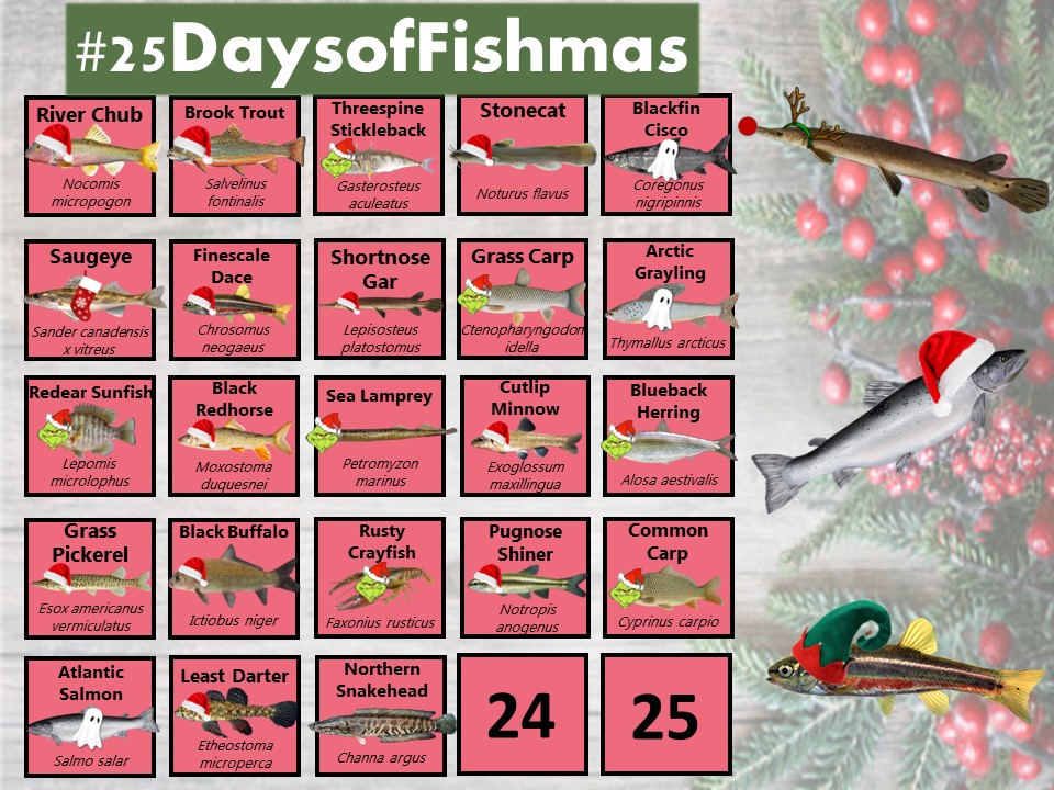 DrKatfish's tweet photo. Happy Festivus! Time for an Airing of Grievances towards an invasive species yet not in the #GreatLakes - and despite its “Frankenfish” nickname, isn’t quite as scary as horror movies make it seem! Day 23’s #Fishmas Grinch is the Northern Snakehead (Channa argus) #25DaysofFishmas https://t.co/pYZyi8niDO