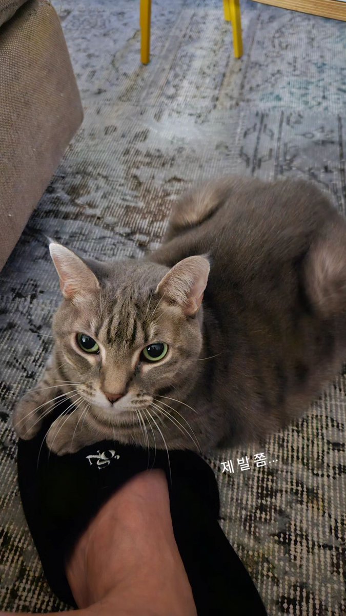 Why is maomao so angry at me?