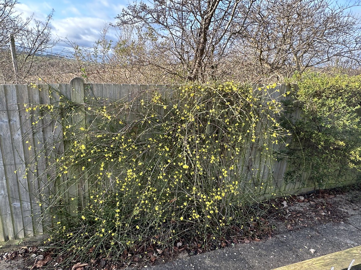 Even at the winter solstice, there’s something growing or flowering in the garden to cheer you up and look forward to the year ahead. Onions, garlic and winter jasmine.