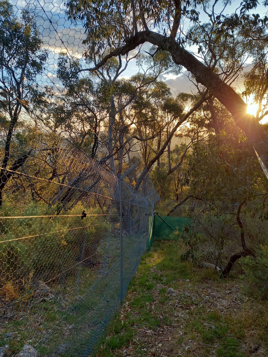 A #sunset fence walk. 
We check every fence every day so it's nice to mix up the direction, the side and the time. We even do it at night.
Sunset is always a stunning time to do the walk. This is on the south west corner of the Rock-wallaby enclosure. Pretty magic huh? #sunsets