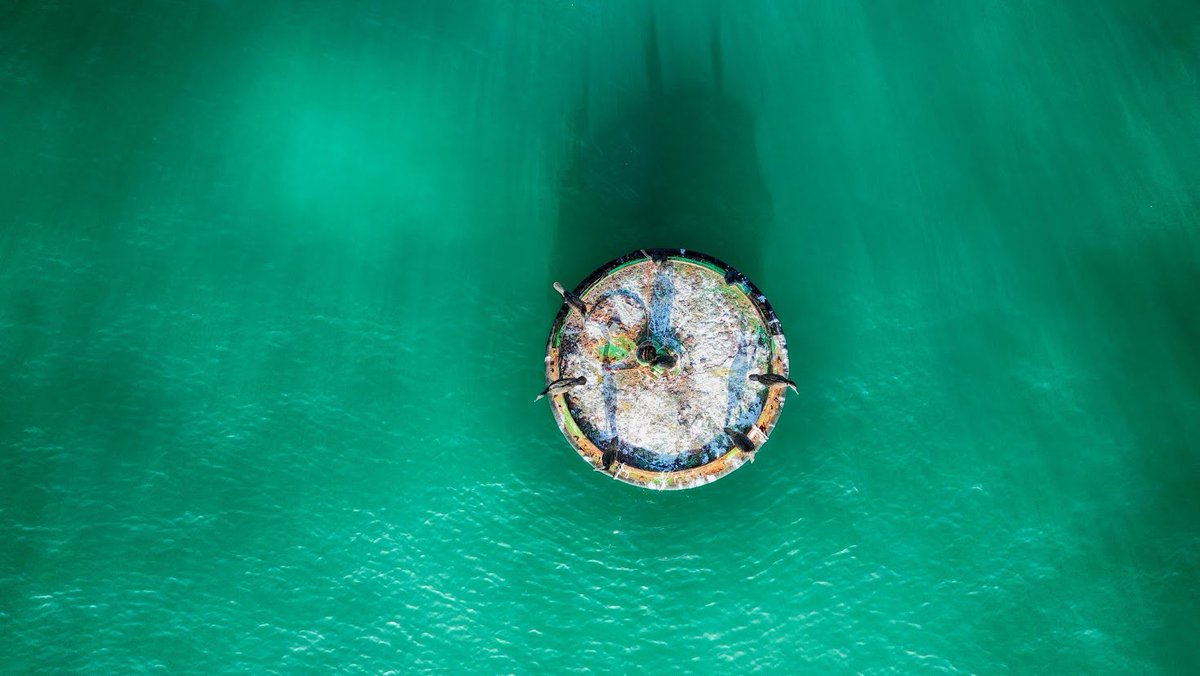 cormorants in circle #nature #Awareness