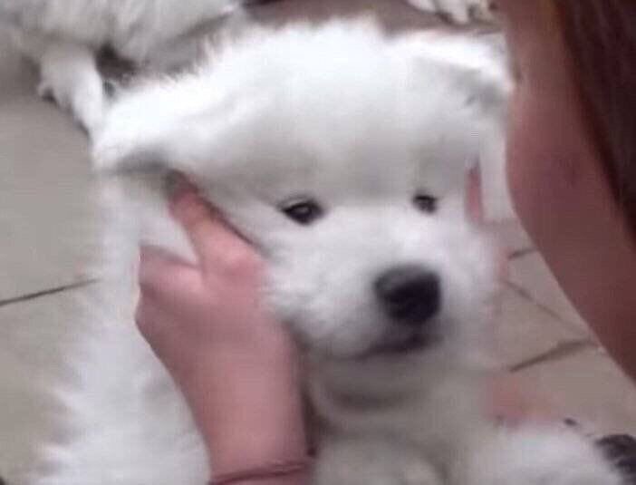 ฟังนะเอ็งเป็นสำลี ไม่ใช่ม๋า ที่ผ่านมาแม่โกหก