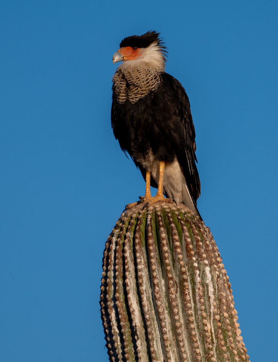 #ArtAdventCalendar Day 23… Crested Caracara atop a Saguaro