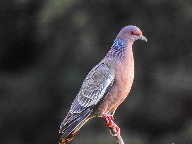 DeputadoBacelar's tweet image. #BiomaBrasileiro #Caatinga #AnimaisDaCaatinga