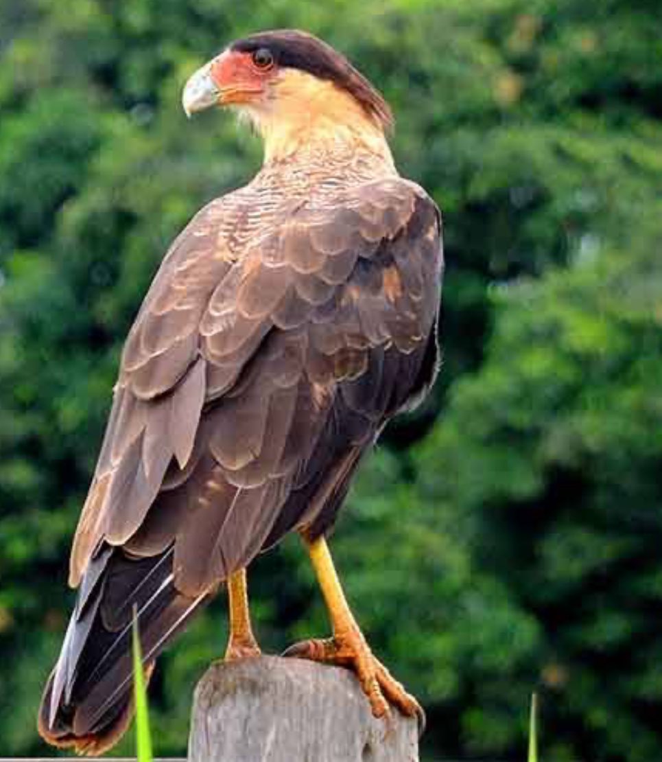 DeputadoBacelar's tweet image. #BiomaBrasileiro #Caatinga #AnimaisDaCaatinga