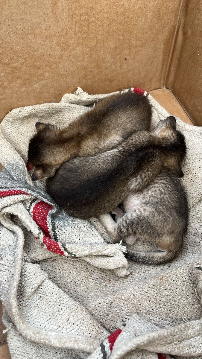 Sakhal (@sakhalngo) on Twitter photo Three beauties 😻 kittens are available for #ADOPTION #Narsingi . DM for details. #RT for better reach. <a href="/PANDARAJATH/">Rajat Panda</a> <a href="/bloodmesh/">Bloodmesh.com</a> Three beauties 😻 kittens are available for #ADOPTION #Narsingi . DM for details. #RT for better reach. <a href="/PANDARAJATH/">Rajat Panda</a> <a href="/bloodmesh/">Bloodmesh.com</a>