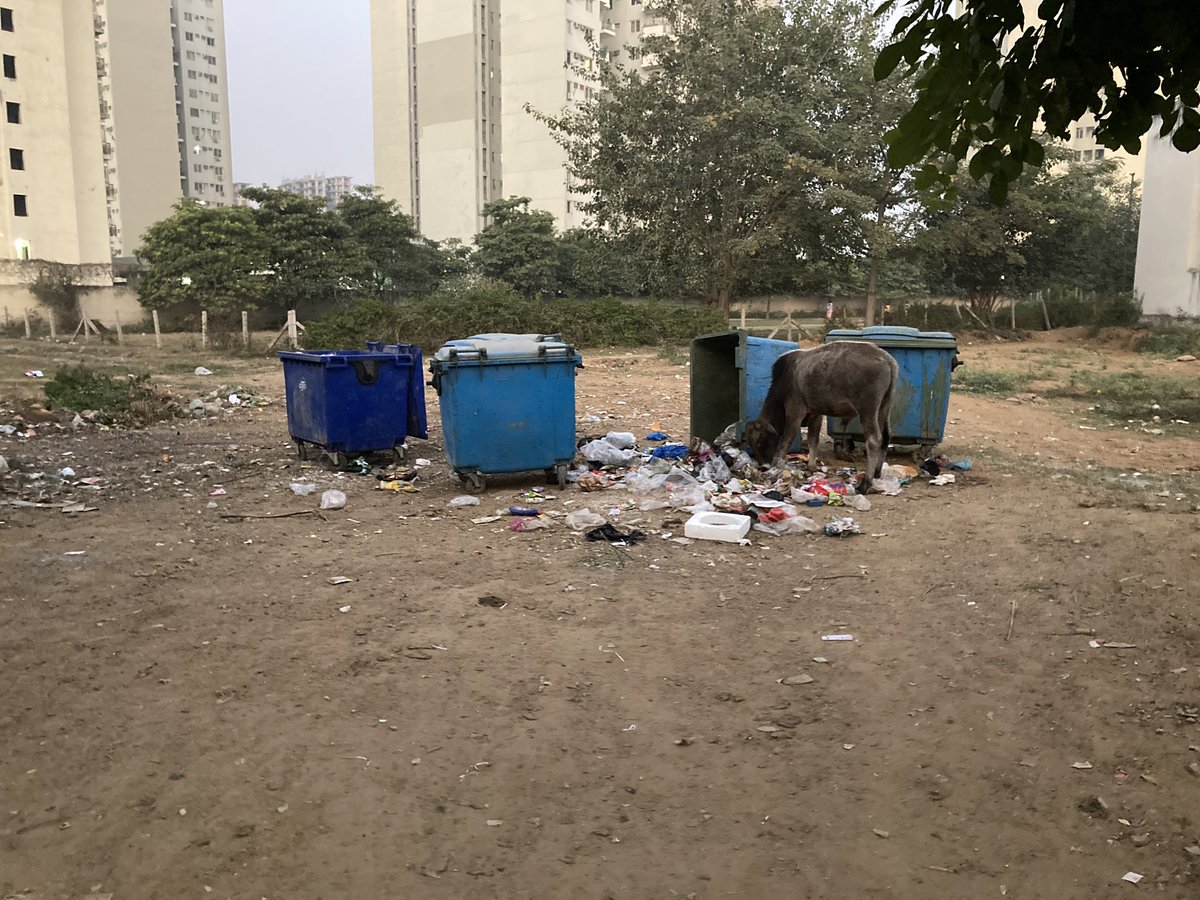 @cmohry @MCManesar
Even after paying maintenance to enviroindia.in, these are the conditions of Sector 82 vatika India Next

1. Horticulture not maintained.
2. Garbage collection not maintained properly.
3. No control on astray animals either dogs, cows, etc.