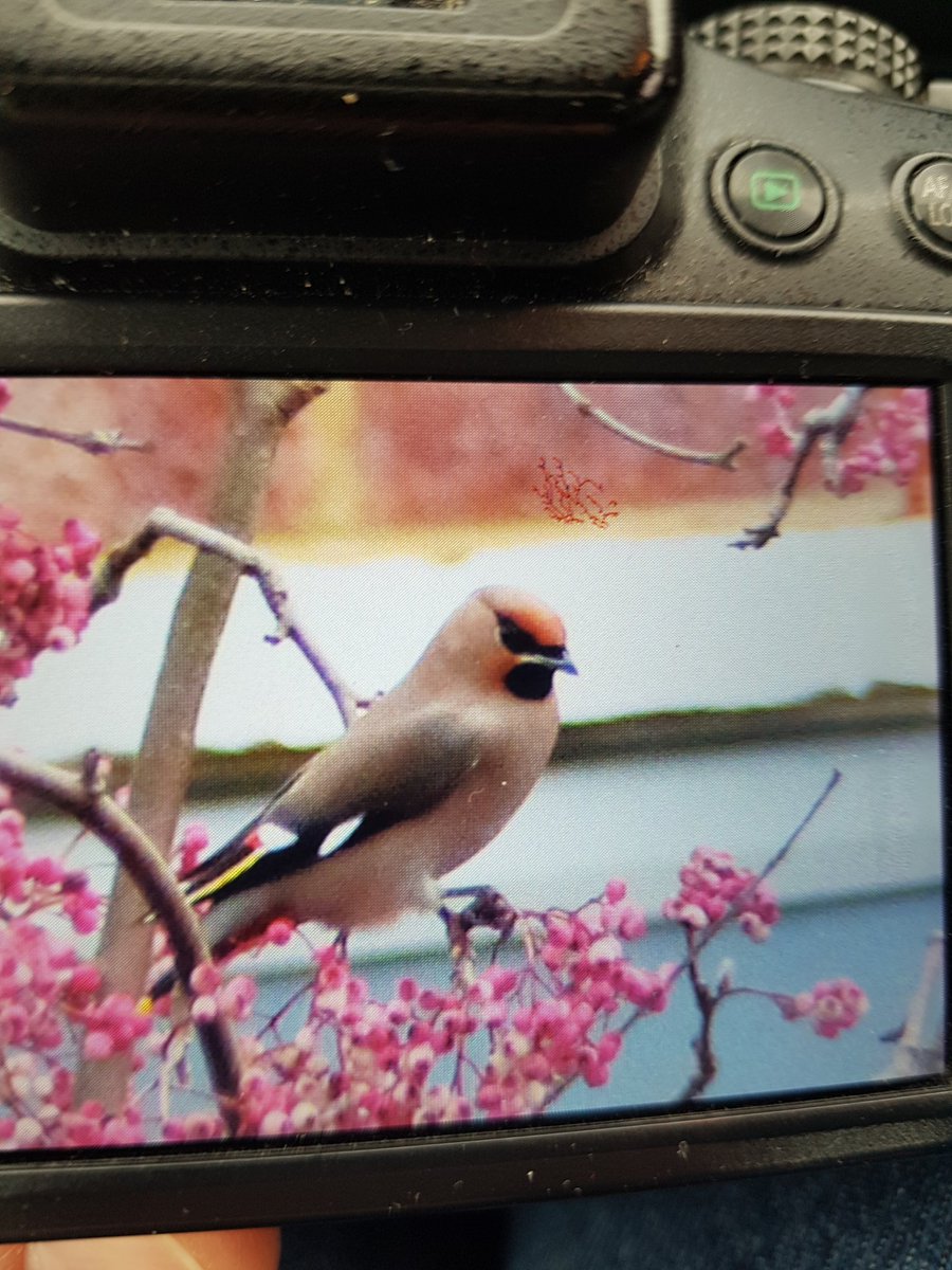 superfrogchops's tweet photo. Happy waxwing day, finally saw them today in godalming in my inlaws garden, whoop 😍 https://t.co/Irk1uz6SwE