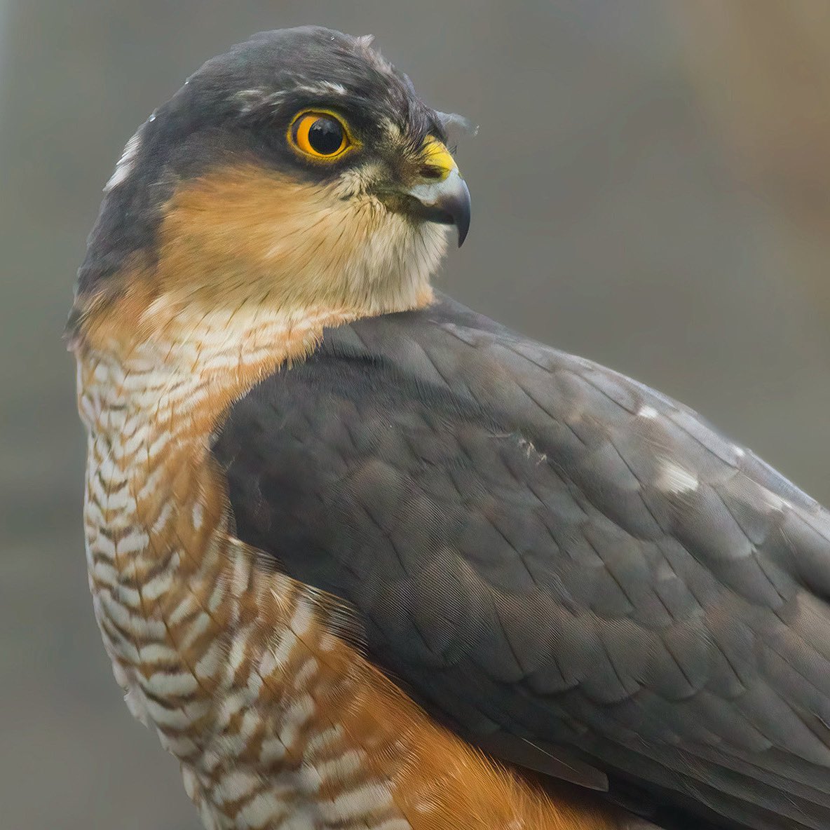 Robert Westerhof tweet media