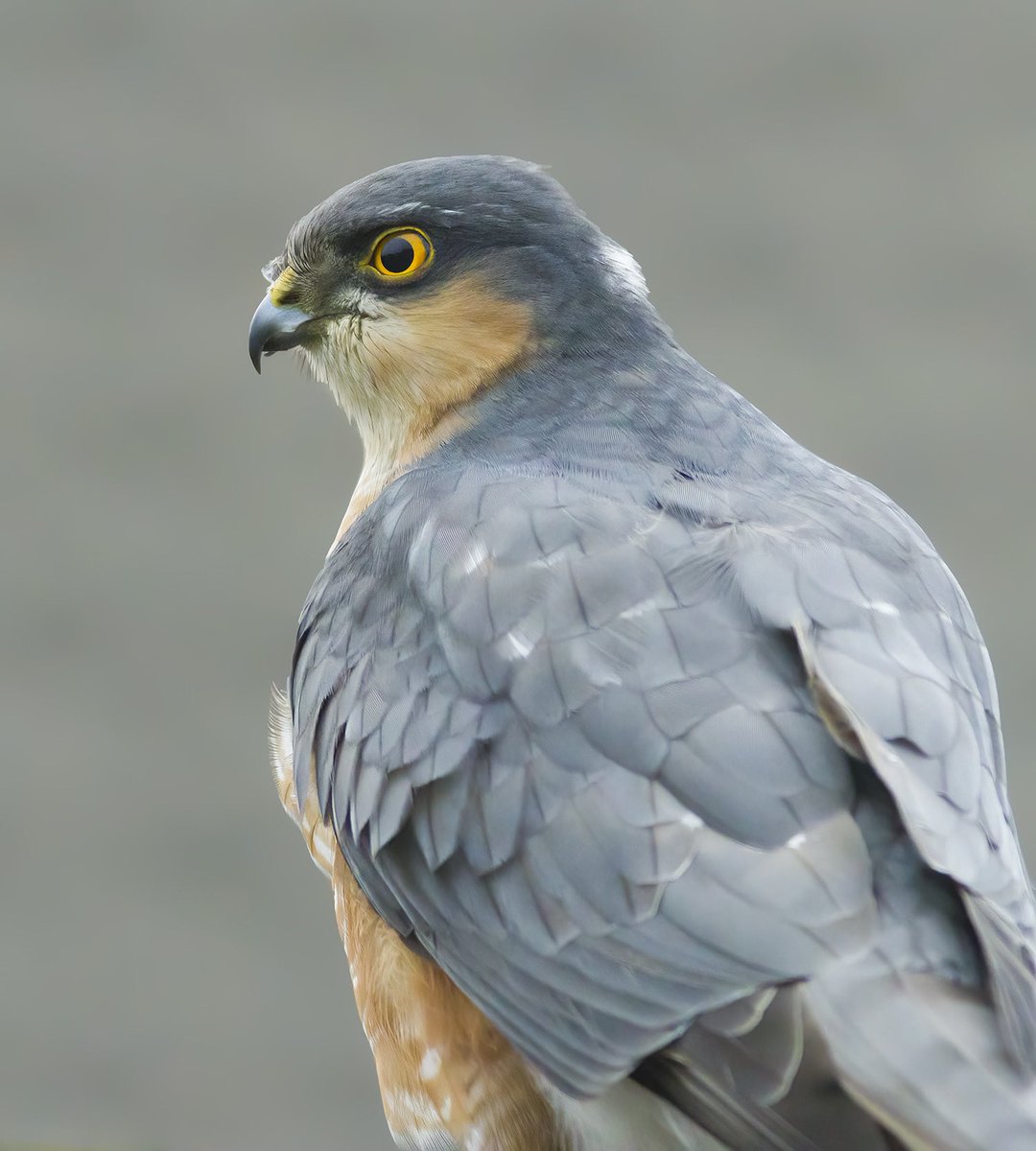 Robert Westerhof tweet media