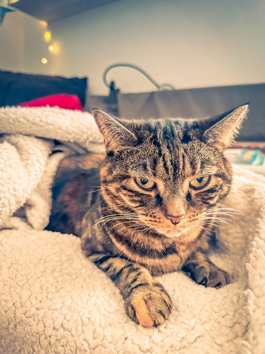 thecodingsprite's tweet image. Ending the year still getting over flu 🤧 watching Coraline &amp;amp; finally feeling up to some research on SpriteKit…games have such an appeal to me even though a lot of the new 3D stuff I can’t play anymore. I want to bring back the retro 2D stuffs! 🙌

#iosdev #spritekit