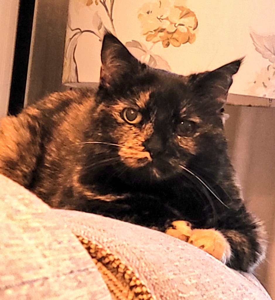 Laura B tweet media