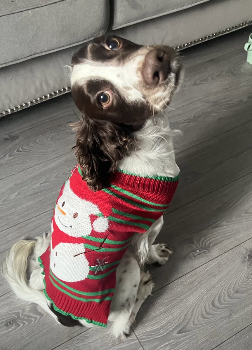 Just to bring a bit of cuteness to the TL 

Merry Xmas 🎄🎅🏻