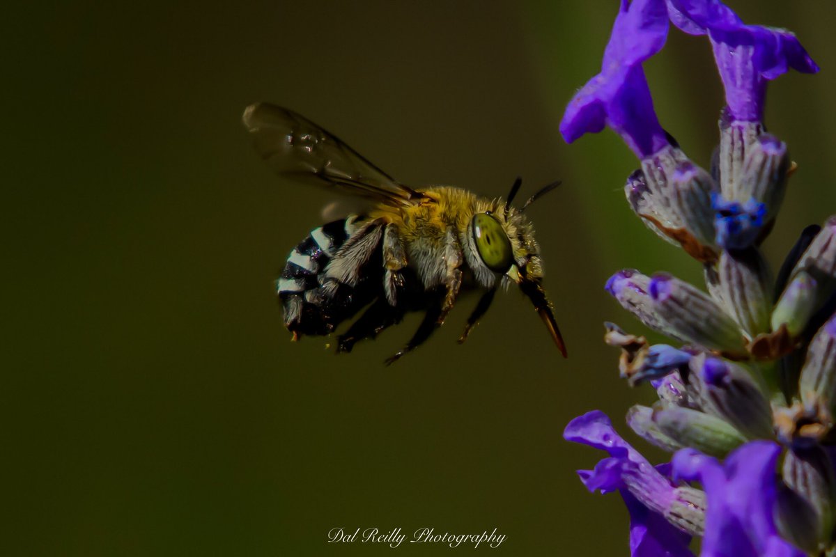 dallysbackyard's tweet photo. Blue-banded Bees in the lavender in the garden #aussiebees #jeeralang #gippsland #abcaustralia #abcmyphoto #abcinmelbourne #australianbees #visitgippsland #ausgeo #bluebandedbee #latrobevalley #visitlatrobecity #getbacktogippsland #abcgippsland #gardeningaustralia #featuremeteds https://t.co/3zHvy4QTIt
