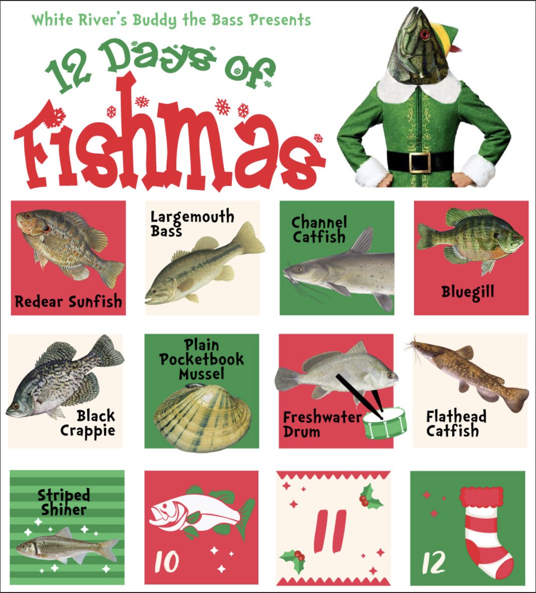 On this 9th day of Fishmas, Buddy the Bass focused on the Striped Shiner. This little guy is typically 3-5 inches long and is aptly named given the shiny, silvery scales with dark stripes. The striped shiner prefers clear water with rocky (not muddy) bottoms.